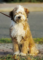 Urlaub mit Hund am Gardasee / Tignale (Italien)